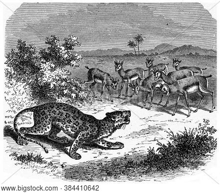 Panther animal, From the Dictionary of Word and Things, 1888.