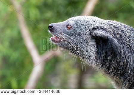Binturong, Arctictis binturong, side profile close up. Also known as a bearcat, this animal is indigenous to South and South East Asia and is vulnerable in the wild.