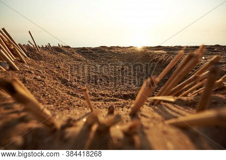 Dry Straw In The Sand Close-up On The Beach Against The Sky.