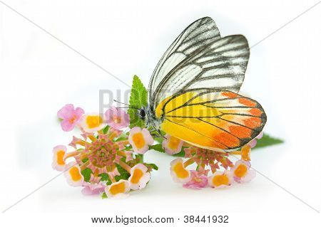 Borboleta & bela flor