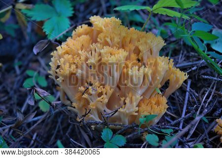 Mushroom Ramaria Flava Grow In Wood. Beautiful Little Fresh Healthy Edible Plants.