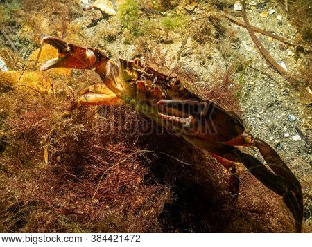 A Closeup Picture Of A Crab In A Beautiful Marine Environment. Picture From Oresund, Malmo In Southe