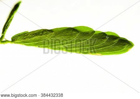 Proffesional Macro Photography Of Mimosa Pudica, Also Called Sensitive Plant, Sleepy Plant, Action P