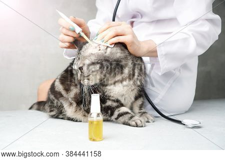 Veterinarian Treats Cat's Ear From The Ear Mite Otodectes Cynotis