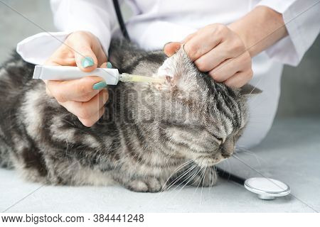 Veterinarian Treats The Cat's Ear With Medicine Closeup