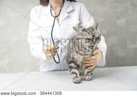 Checking The Angry Cat By The Veterinarian With The Stethoscope.