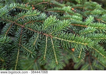 Background Of Christmas Tree Branches. Green Spruce Branches.