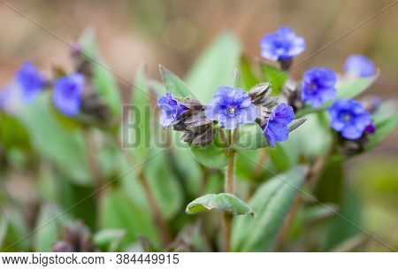 Pulmonaria Blue Ensign Flowers, Lungwort Plant In Bloom, Uk