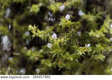 Giant Viper's Bugloss Flower, Echium Pininana.