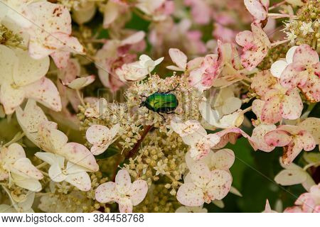 Green Rose Chafer On Pink And White Hydrangea Petals