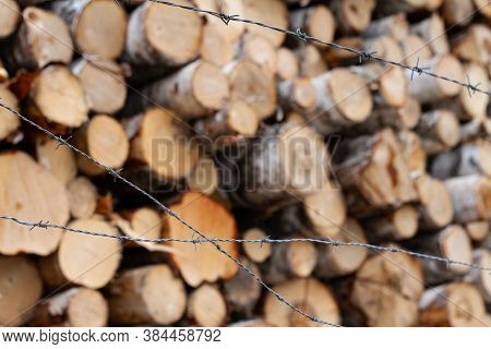 Out Of Focus Birch Logs Behind Barbed Wire