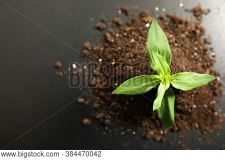 Pile Of Soil With Young Seedling On Table, Top View. Space For Text
