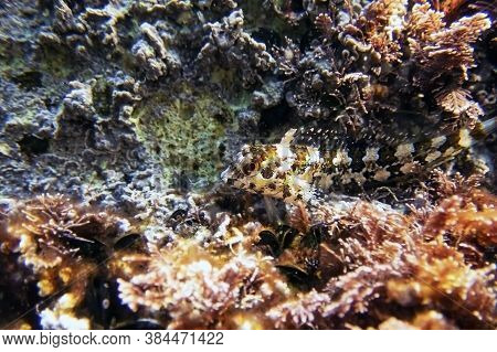 Species Of Combtooth Mediterranean Blenny Fish - Lipophrys Trigloides