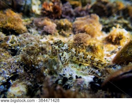 Species Of Combtooth Mediterranean Blenny Fish - Lipophrys Trigloides