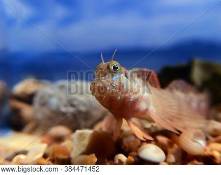 Sphinx Blenny Mediterranean Fish - (aidablennius Sphynx)