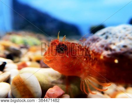 Zvonimirs Blenny, Mediterranean Fish - (parablennius Zvonimiri)