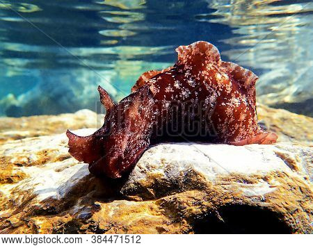 Underwater Shot On Large Sea Hare  In Mediterranean Sea (aplysia Punctata)