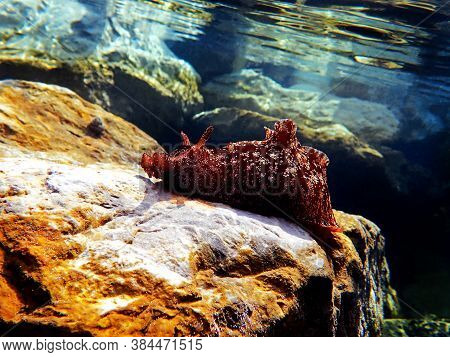 Underwater Shot On Large Sea Hare  In Mediterranean Sea (aplysia Punctata)
