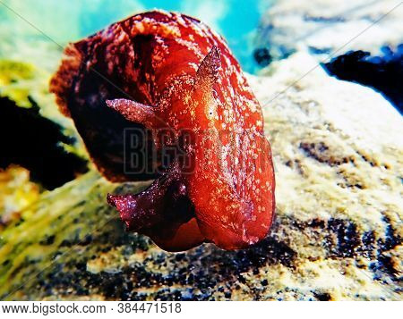 Underwater Shot On Large Sea Hare  In Mediterranean Sea (aplysia Punctata)