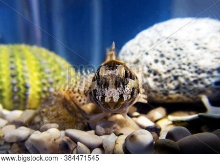 Combtooth Mediterranean Blenny Fish - Lipophrys Trigloides