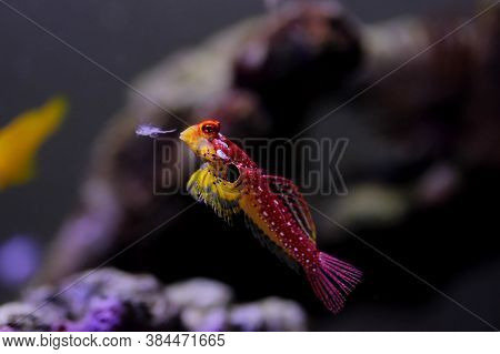 Red Ruby Dragonet Fish Is Amazing Natural Addition In Every Reef Aquarium