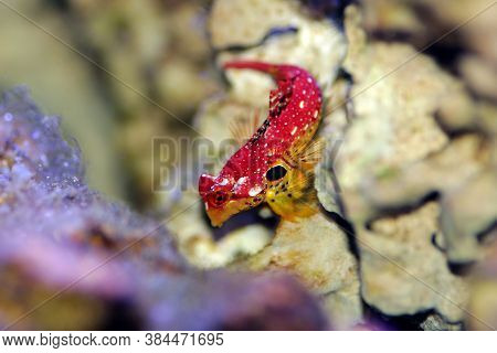 Red Ruby Dragonet Fish Is Amazing Natural Addition In Every Reef Aquarium