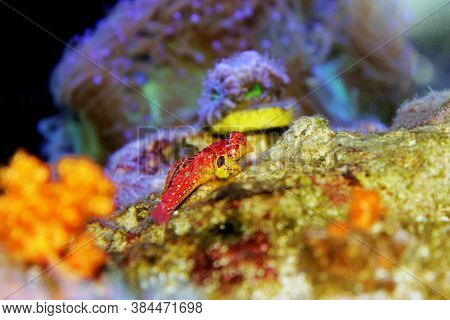 Red Ruby Dragonet Fish Is Amazing Natural Addition In Every Reef Aquarium