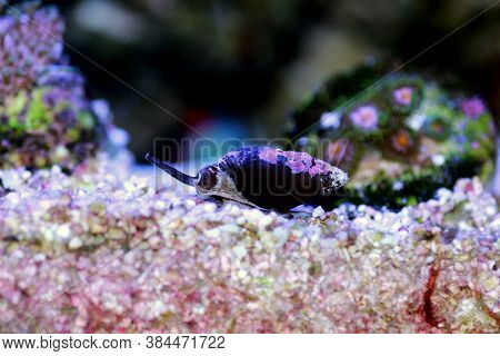 Nassa Mud Snail (dog Whelks) - Nassarius Arcularius