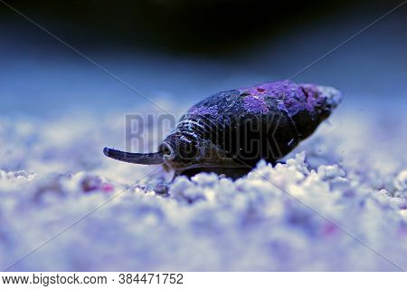 Nassa Mud Snail (dog Whelks) - Nassarius Arcularius