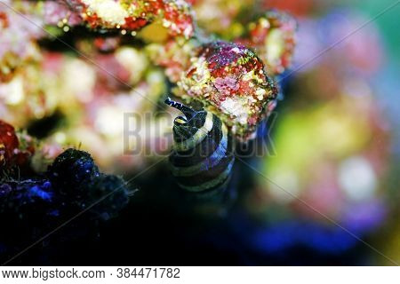 Bumble Bee Saltwater Snail  - (pusiostoma Sp.)
