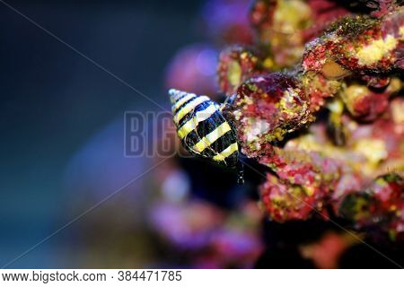Bumble Bee Saltwater Snail  - (pusiostoma Sp.)