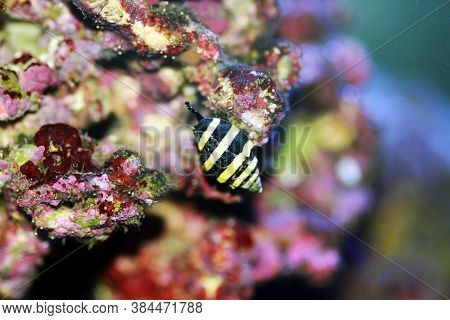 Bumble Bee Saltwater Snail  - (pusiostoma Sp.)