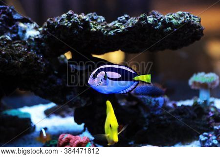 Pacific Regal Blue Tang - Paracanthurus Hepatus