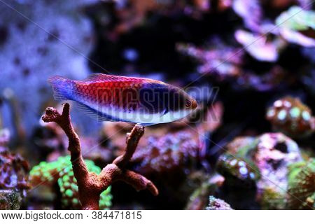 Blue Face Wrasse Saltwater Fish In Aquarium