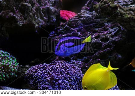 Pacific Regal Blue Tang - Paracanthurus Hepatus