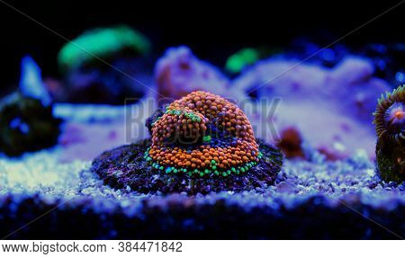 Ricordea Florida Colorful Mushroom Coral In Aquarium