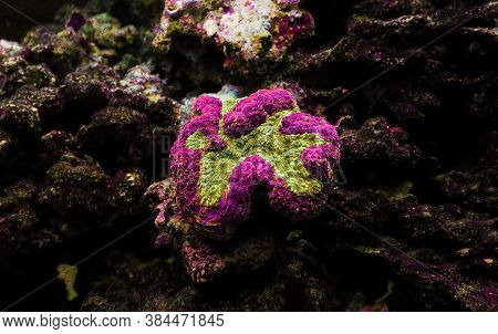 Symphyllia Brain Lps Coral - (symphyllia Agaricia)
