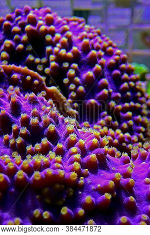 Lakers Scroll Coral In Reef Aquarium Tank - Turbinaria Sp.