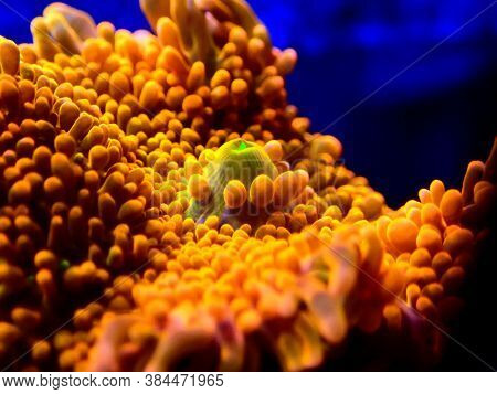 Ricordea Yuma Polyps Ear Mushroom Coral - Ricordeidae Sp.