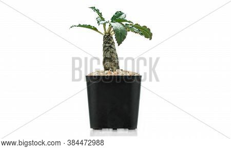 Cactus (dorstenia Foetida) Plant In Black Pot Isolate On White Background.