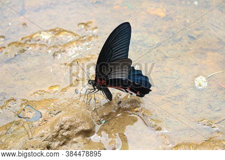 The Most Beautyfull Butterfly White Background Asia Butterfly