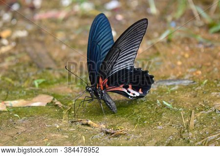The Most Beautyfull Butterfly White Background Asia Butterfly