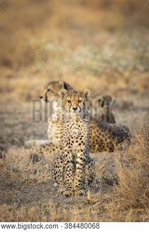 Head On Portrait Of A Young Cheetah Cub Looking Alert In Ndutu In Tanzania