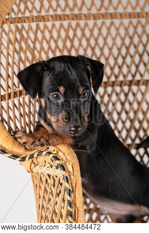 A Portrait Of A Cute Jack Russel Terrier Dog, Standing On A Rattan Chair, Isolated On A White Backgr
