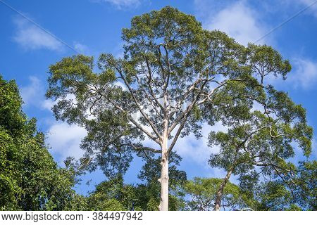 The Big Tropical Tree With Sky Background, View From Below. Scientific Name Dipterocarpus Alatus Or 
