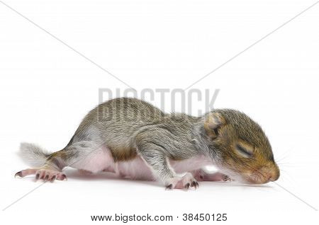 Baby Gray Squirrel - Sciurus Carolinensis