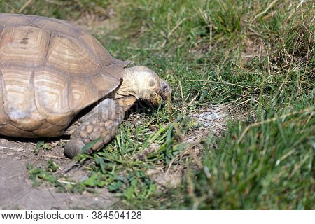 Big Old Turtoise Eating Grass In A Sunny Day.