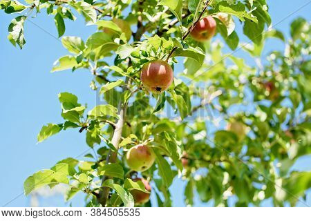 Red Apples On A Tree In The Garden. Apple Harvest.