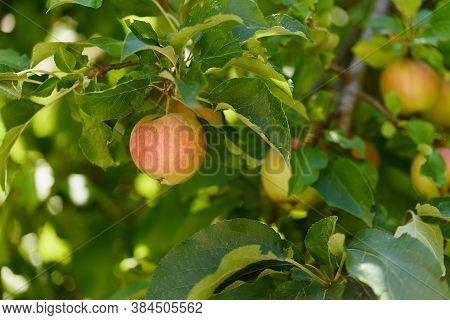 Red Apples On A Tree In The Garden. Apple Harvest.