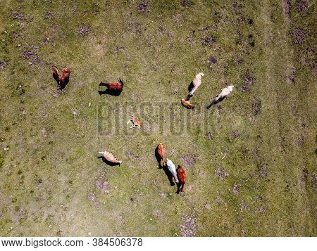 Top View Of Herd Of Horses Grazing In The Meadow